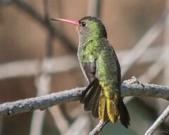 Hylocharis chrysura