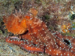 Callistoctopus macropus