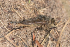 Proctacanthus milbertii