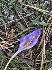 Crocus nudiflorus