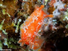 Plocamopherus maderae