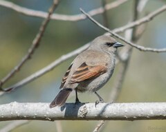 Agelaioides badius
