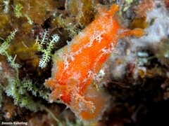 Plocamopherus maderae
