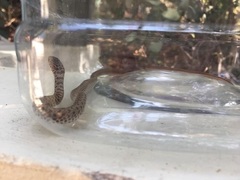 Dolichophis jugularis