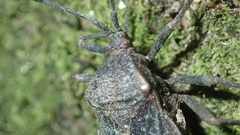 Spartocera