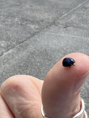 Hemisphaerota cyanea