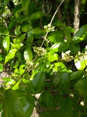 Geniostoma ligustrifolium