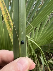 Hemisphaerota cyanea
