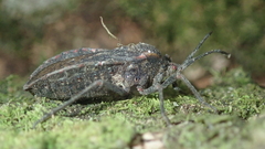 Spartocera
