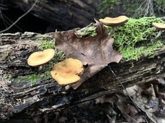 Heimiomyces tenuipes