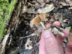 Heimiomyces tenuipes