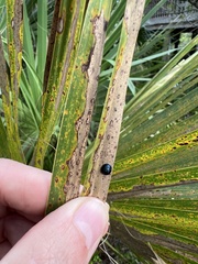 Hemisphaerota cyanea