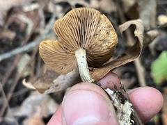 Heimiomyces tenuipes