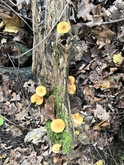 Heimiomyces tenuipes