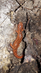 Pseudotriton ruber