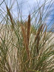 Ammophila arenaria