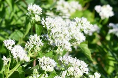 Mikania scandens