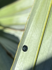 Hemisphaerota cyanea