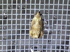 Olethreutes permundana