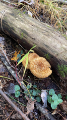 Leucopholiota