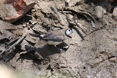 Stizoptera bichenovii