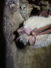 Perimyotis subflavus