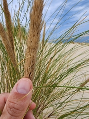 Ammophila arenaria
