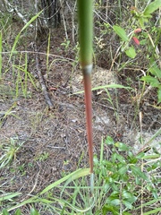 Andropogon ternarius