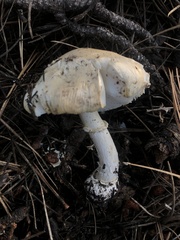 Pantherinae