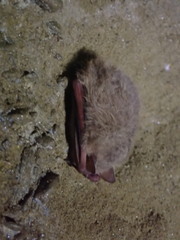 Perimyotis subflavus