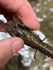 Cambarus carinirostris