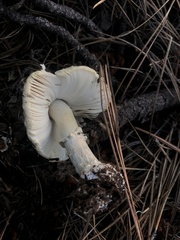 Pantherinae