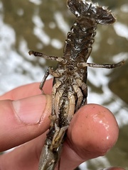 Cambarus carinirostris