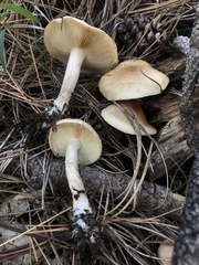 Pholiota lenta