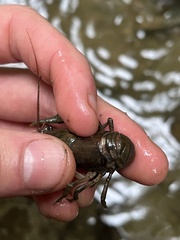 Cambarus carinirostris