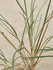 Ammophila arenaria