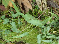 Asplenium rhizophyllum