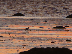 Larus argentatus