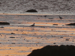 Larus argentatus