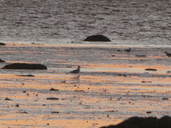 Larus argentatus