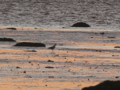 Larus argentatus