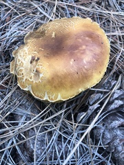 Boletus rubriceps