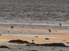 Larus argentatus