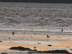 Larus argentatus