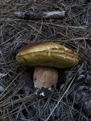 Boletus rubriceps