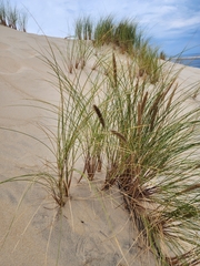 Ammophila arenaria