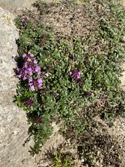 Thymus praecox