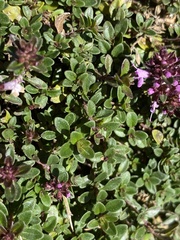 Thymus praecox