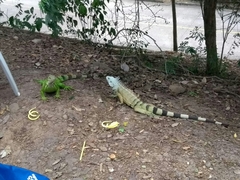 Iguana