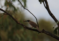 Philemon citreogularis